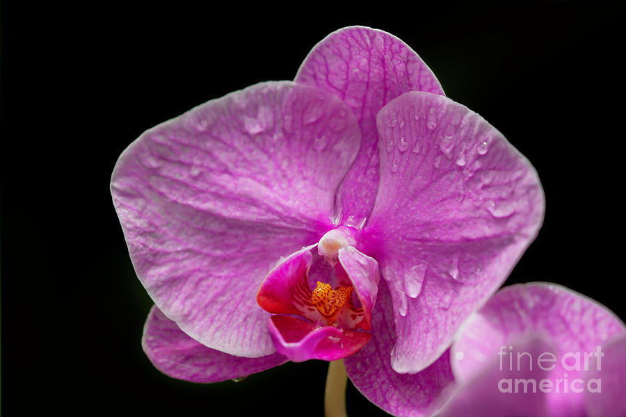 Hot Pink and Dripping Wet Orchid Photograph by Sabrina L Ryan