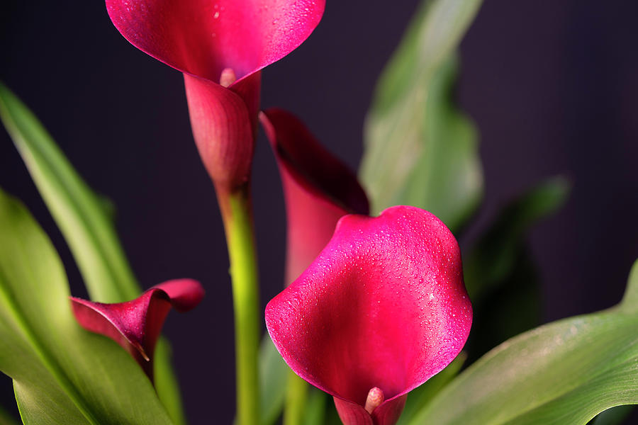 Hot Pink Calla Lilies Photograph by Vira Sivachuk - Pixels