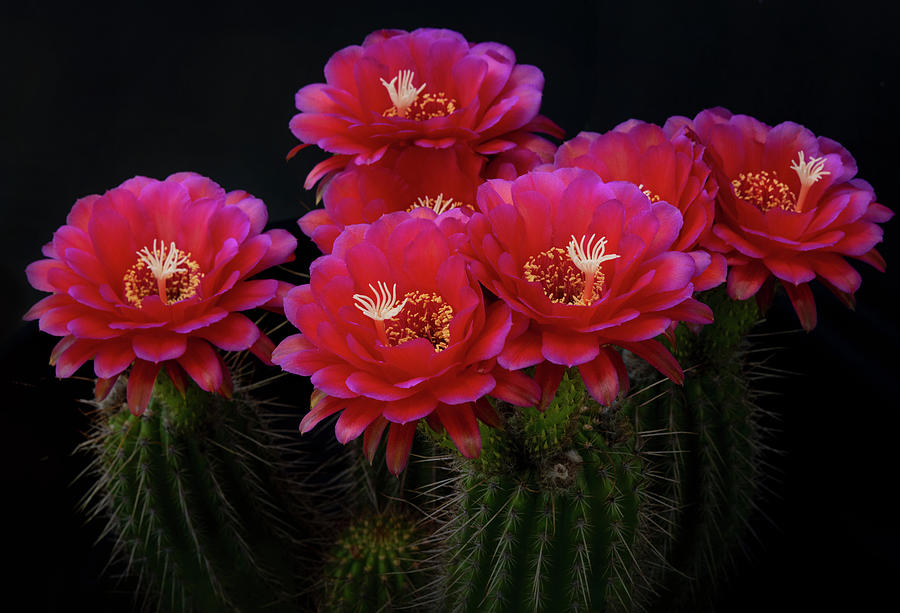 Hot Pink Easter Lilly Cactus  Photograph by Saija Lehtonen