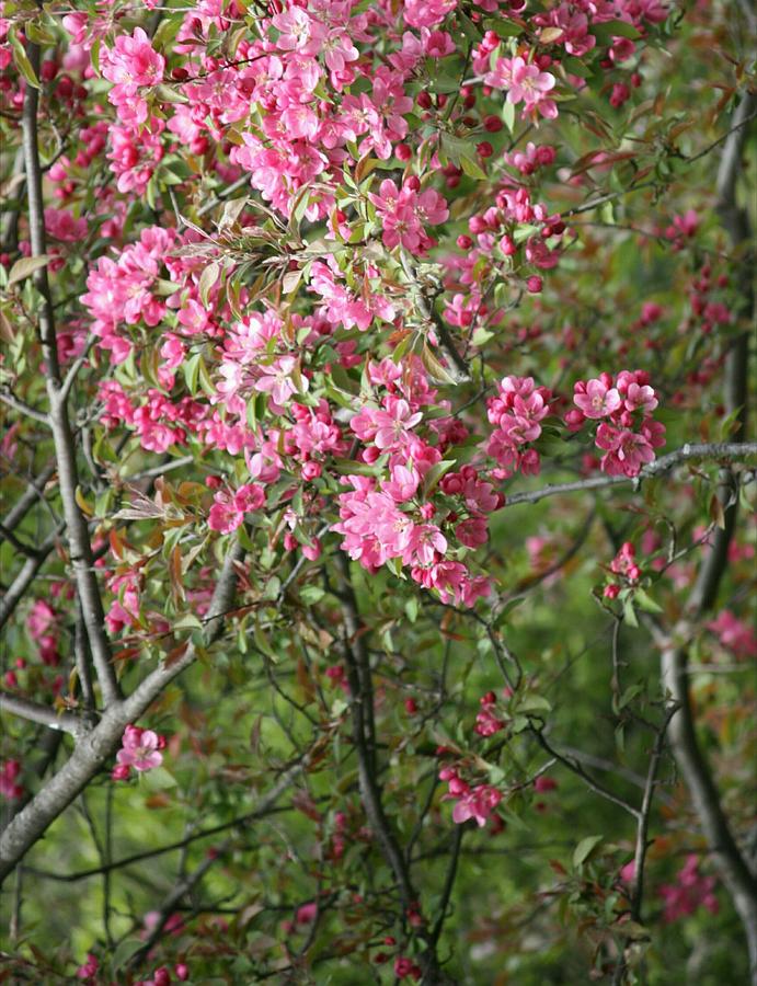 Hot Pink Flowering Trees Photograph by The Art Of Marilyn Ridoutt-Greene
