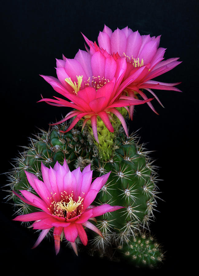 HOT Pink Torch Cacti  Photograph by Saija Lehtonen