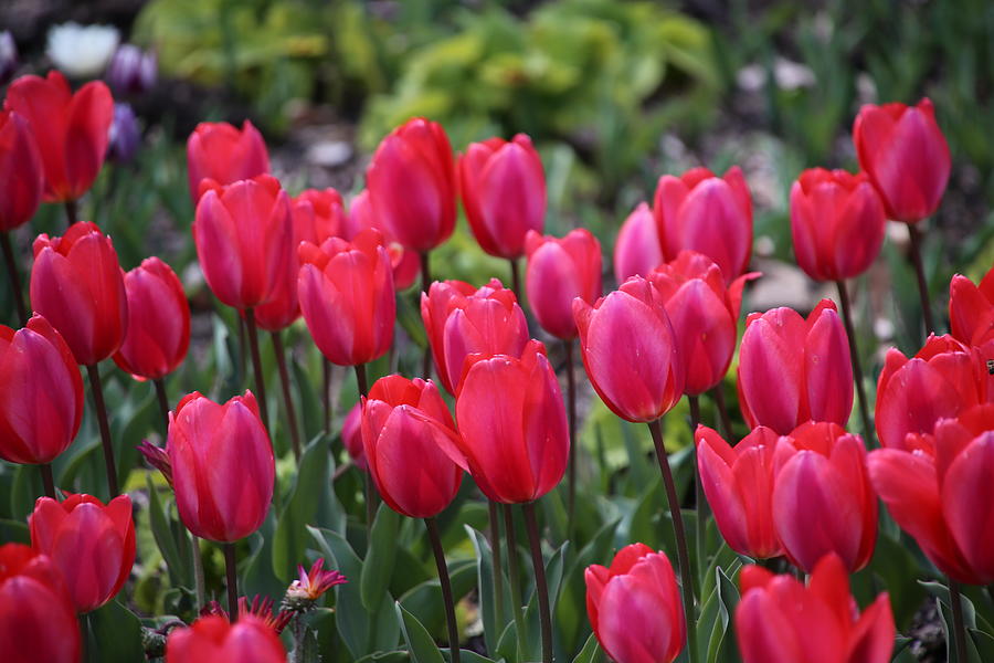 Tulip Photograph - Hot Pink Tulip by Alina Avanesian Tulip Photograph - Hot Pink Tulip by Alina Avanesian