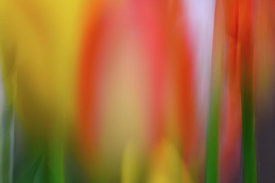 Hot Tulip Photograph by Michael Hubley