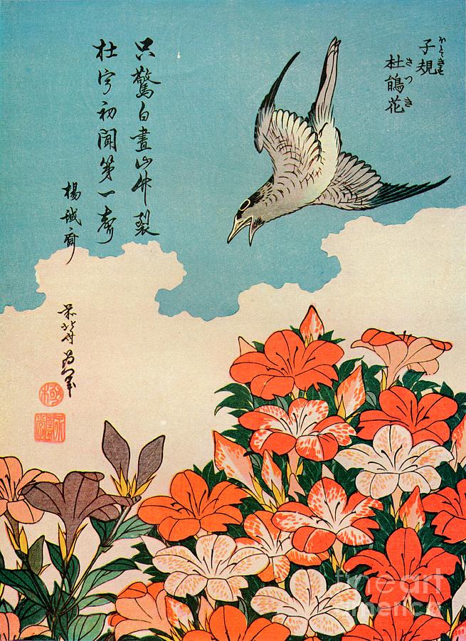 Hototogisu Satsuki Cuckoo And Azalea Drawing by Print Collector