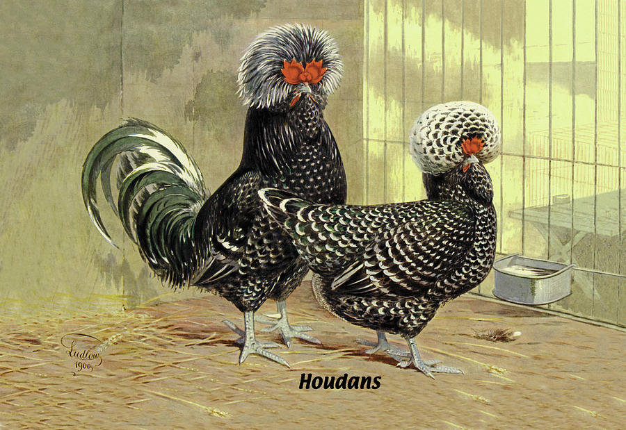 Houdans (Chickens) Painting by J.W. Ludlow - Fine Art America