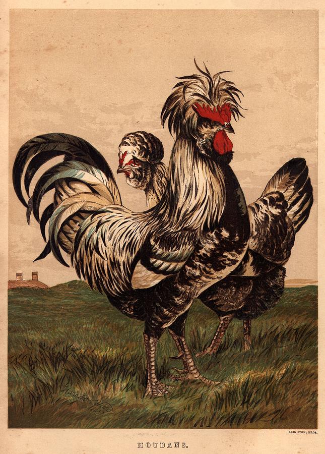 Houdans Cock Digital Art by Hulton Archive