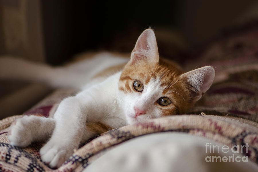 Small Photograph - House Cat Red And White Poses by Cartela Small Photograph - House Cat Red And White Poses by Cartela