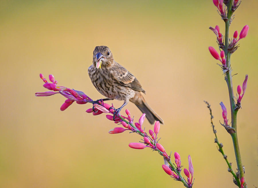 Nature Photograph - House Finch And Flower by Mike He