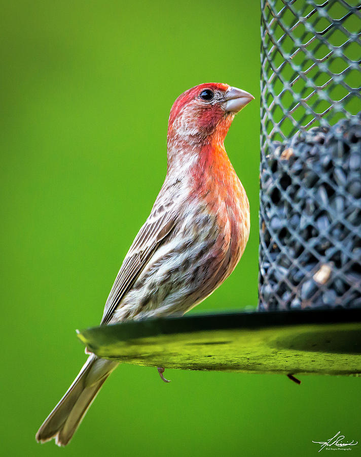 Spring Photograph - House Finch at the Feeder by Phil And Karen Rispin