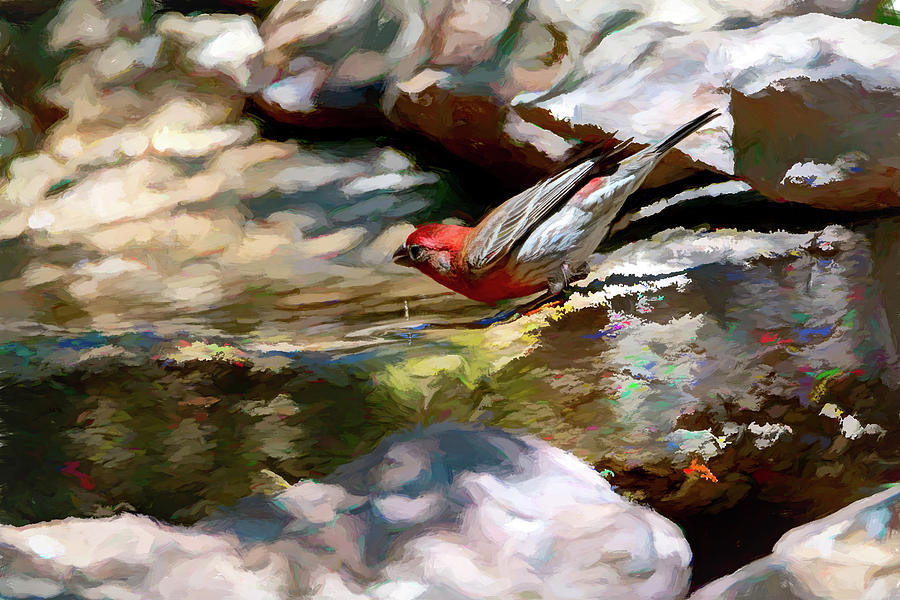 House Finch At The Watering Hole Photograph