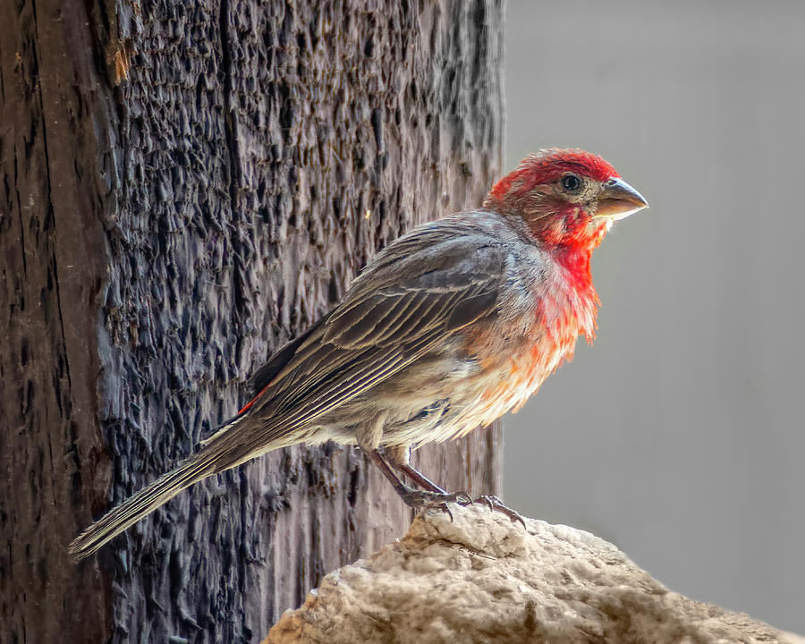 House Finch h1938 by Mark Myhaver House Finch h1938 by Mark Myhaver