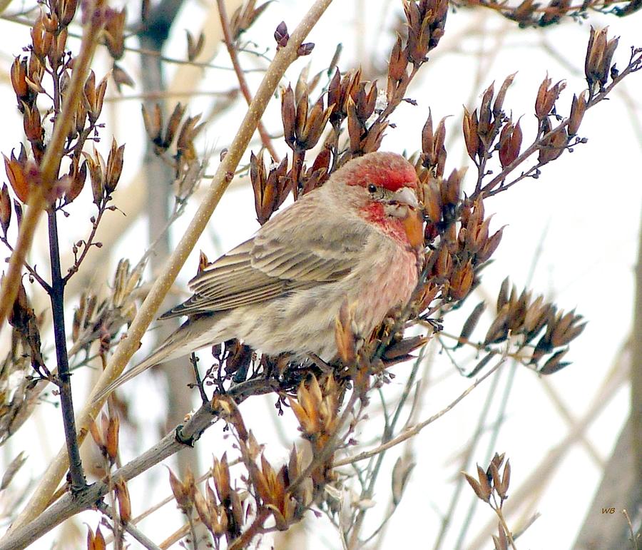 House Finch In Winter Photograph by Will Borden