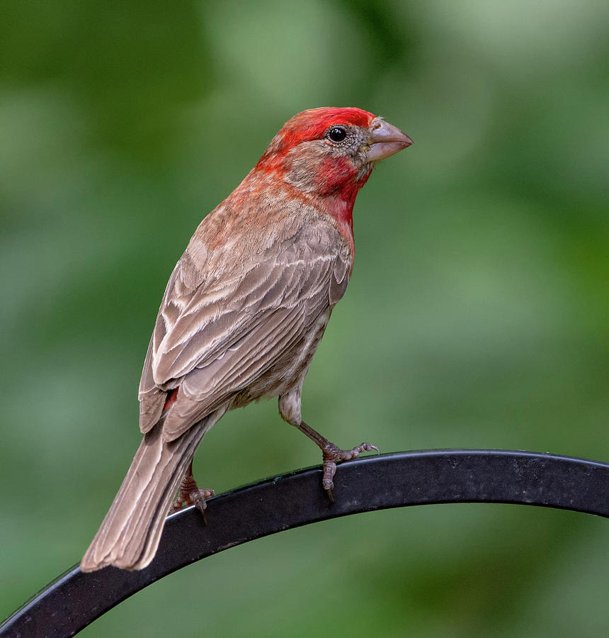 House finch Photograph by Karen Smale