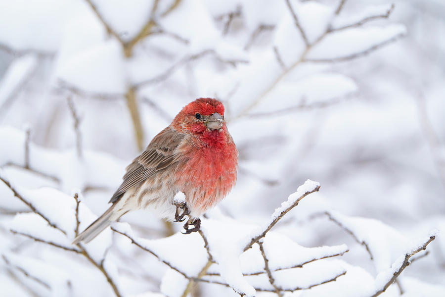 House Finch Male In Breeding Plumage, New York, Usa Photograph by Marie ...