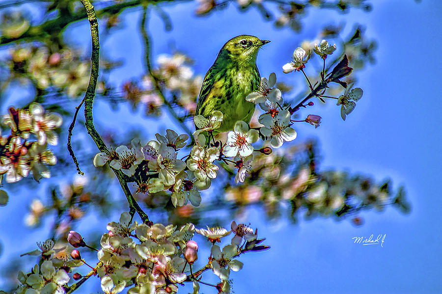 House Finch Photograph by Michael J Connor House Finch Photograph by Michael J Connor