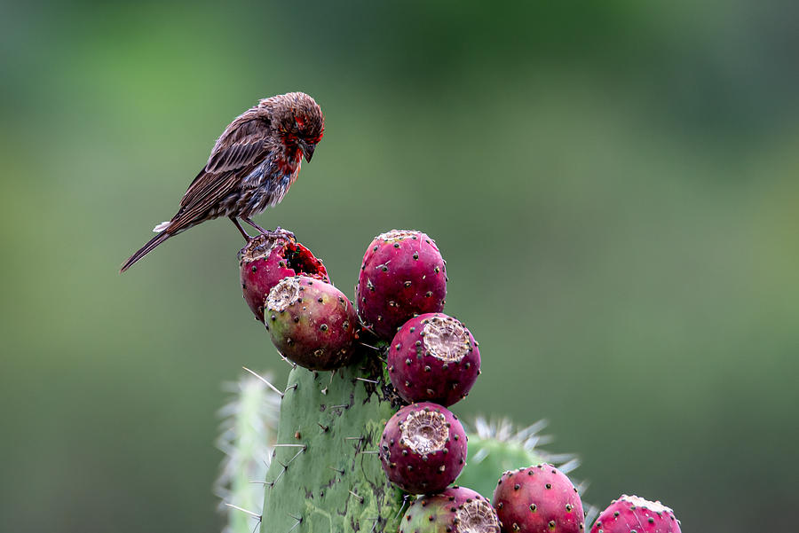 House Finch On Prickly Pear Photograph by Brandon Gregorius