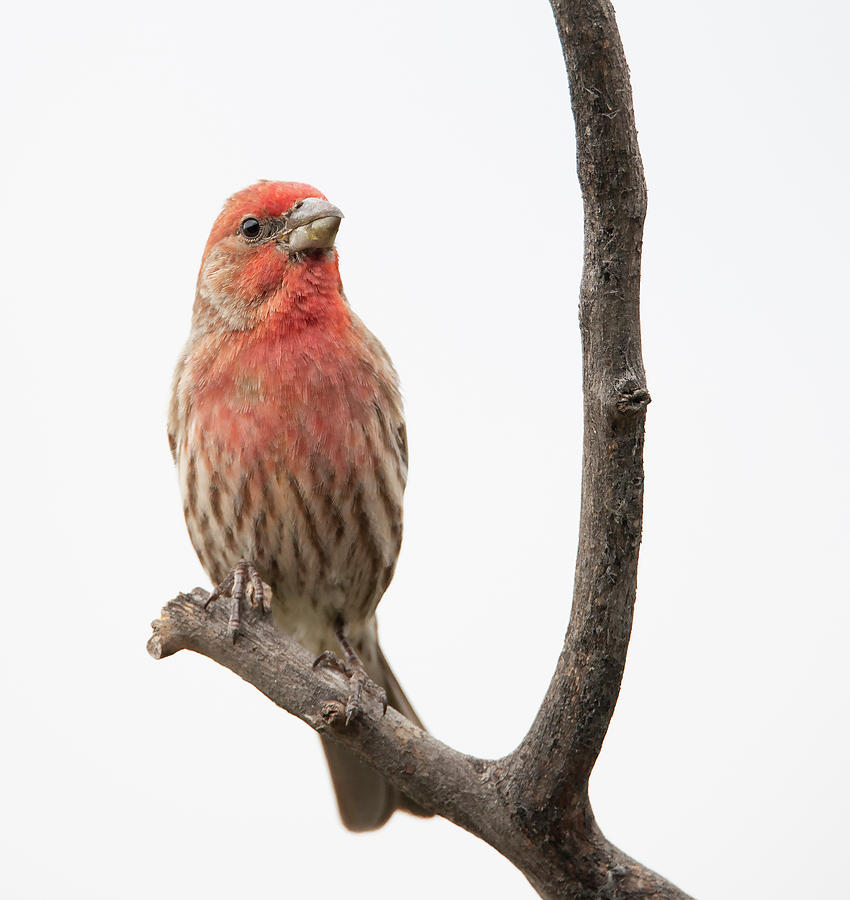 Spring Photograph - House Finch by Phil And Karen Rispin