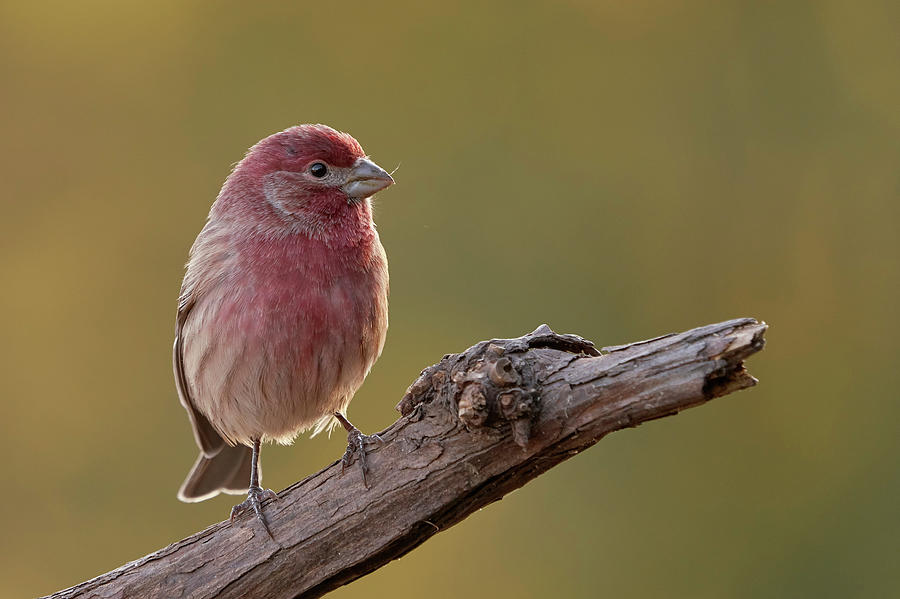 House Finch, Sacramento County California by Doug Herr House Finch, Sacramento County California by Doug Herr
