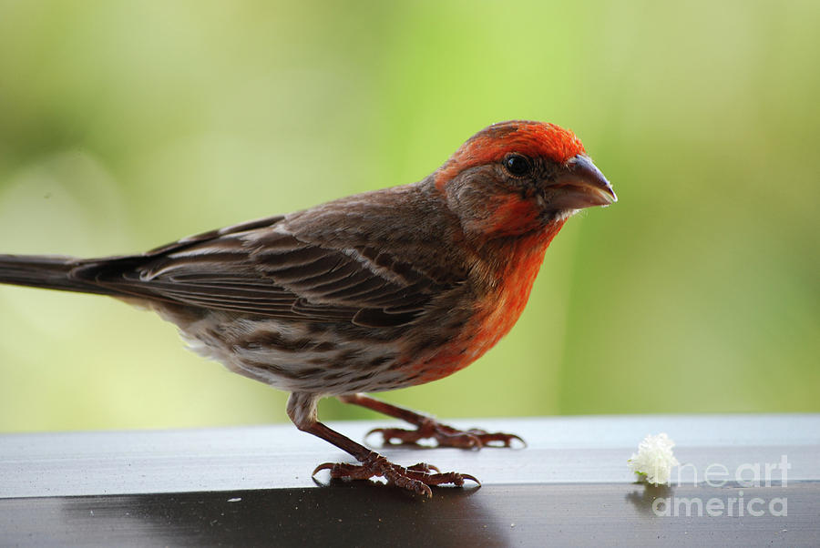 hawaii birds red head