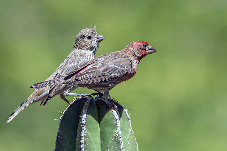 House Finches 8265-042519 Photograph by Tam Ryan