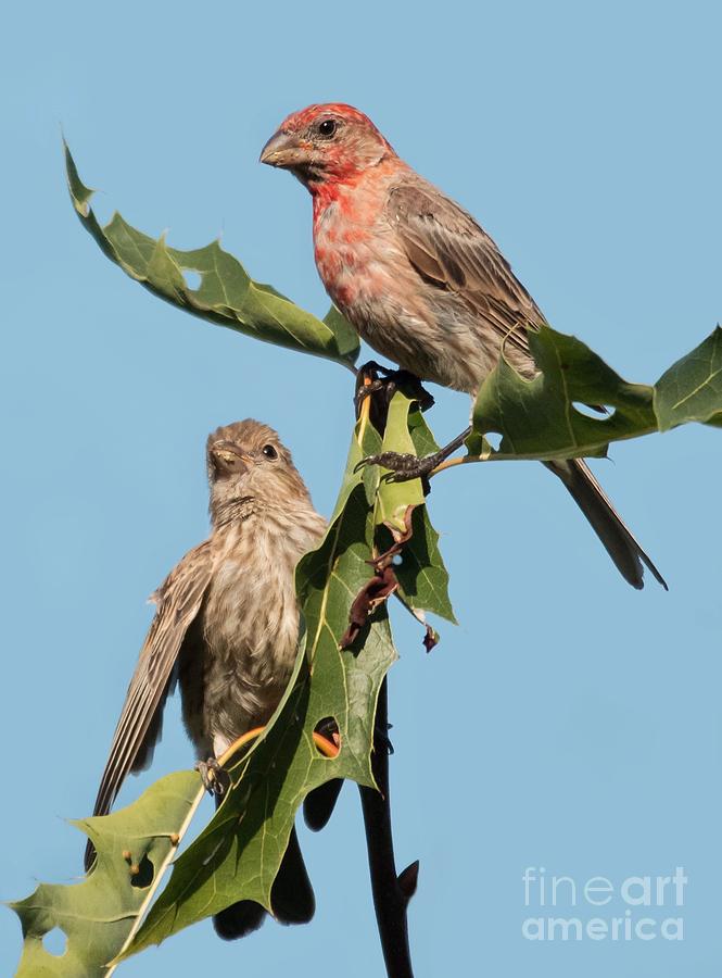 House Finches Photograph by Diana Rajala