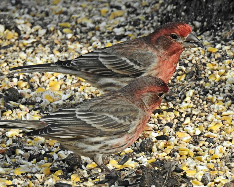 House Finches Photograph By Kathy M Krause | Fine Art America