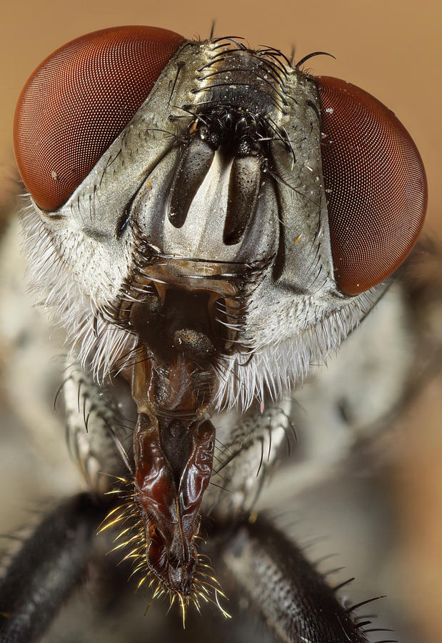 House Fly Close Up by Jerry Fornarotto