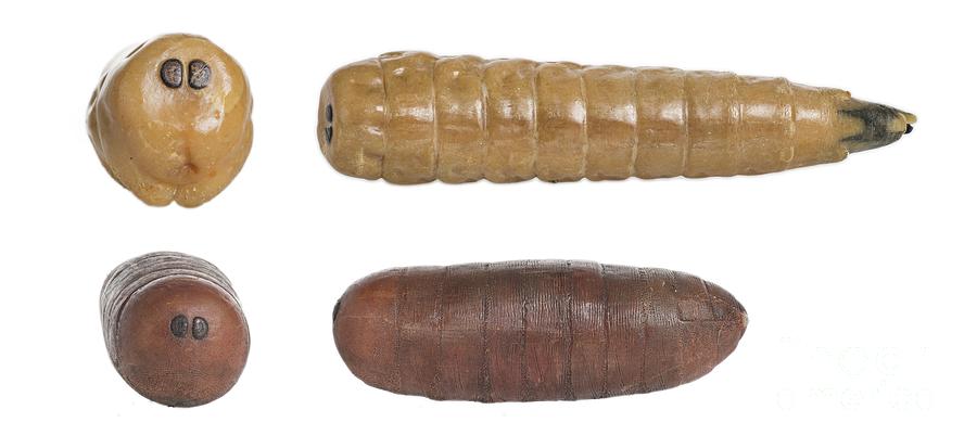 Wildlife Photograph - House Fly Larva And Pupa Wax Models by Natural History Museum, London/science Photo Library
