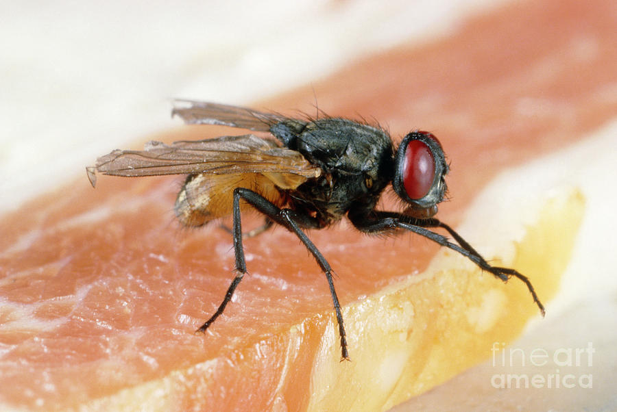 House Fly On Raw Meat Photograph by Biophoto Associates/science Photo Library