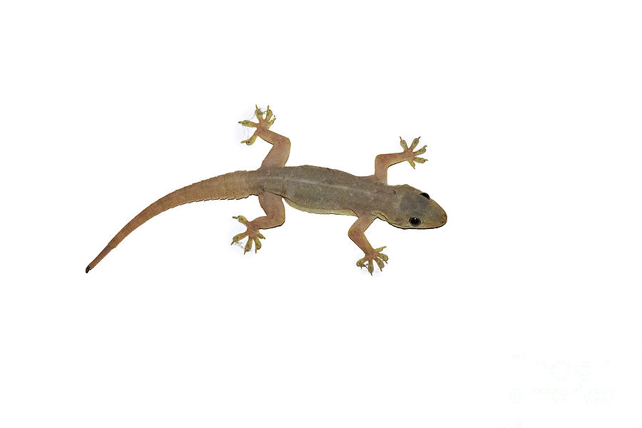 Wildlife Photograph - House Gecko by Dr P. Marazzi/science Photo Library