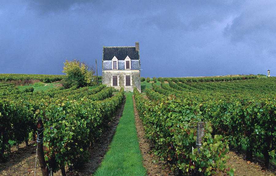 House In A Vineyard, Loire Valley Photograph by Oliver Strewe