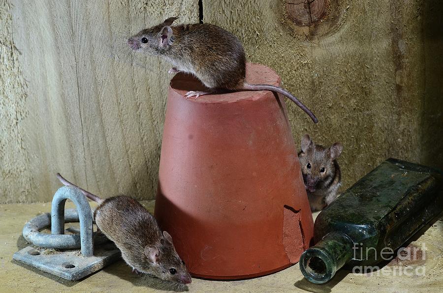 House Mice Photograph by Colin Varndell/science Photo Library