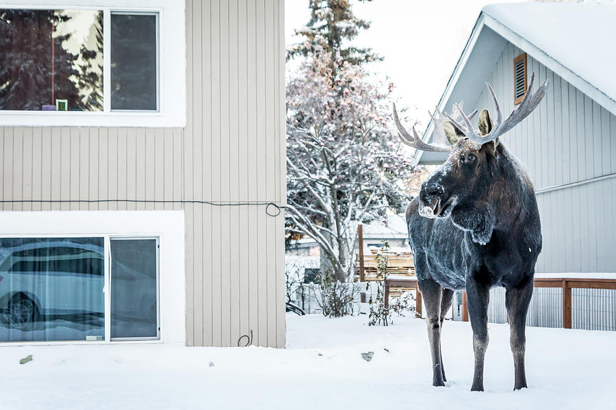 House Moose Photograph by Framing Places