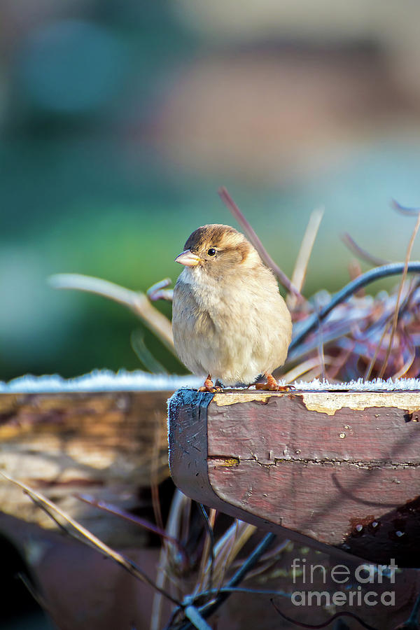 House sparrow bird with copy space Photograph by Gregory DUBUS