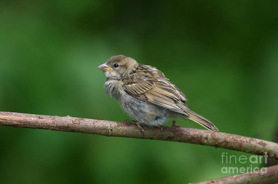 House Sparrow Photograph by Colin Varndell/science Photo Library