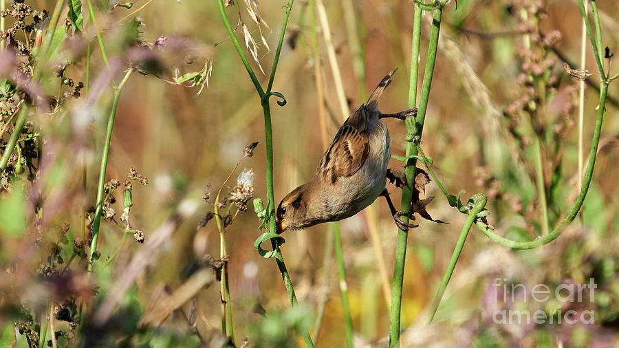 House Sparrow Female Perched Photograph by Pablo Avanzini