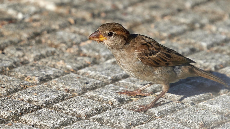 House Sparrow Female Standing Photograph by Pablo Avanzini