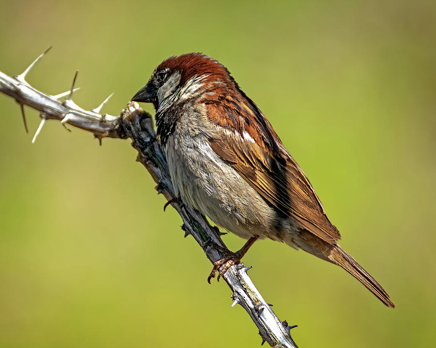 House Sparrow h1833 Photograph by Mark Myhaver