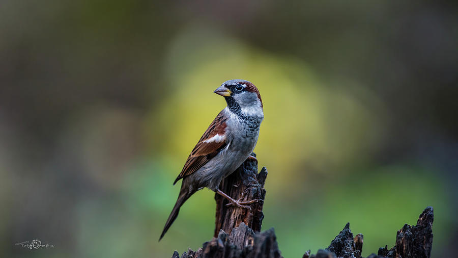 House sparrow in the spot Photograph by Torbjorn Swenelius