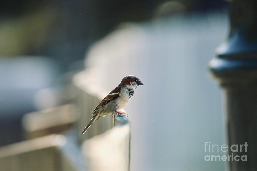 House Sparrow Photograph by Lara Morrison