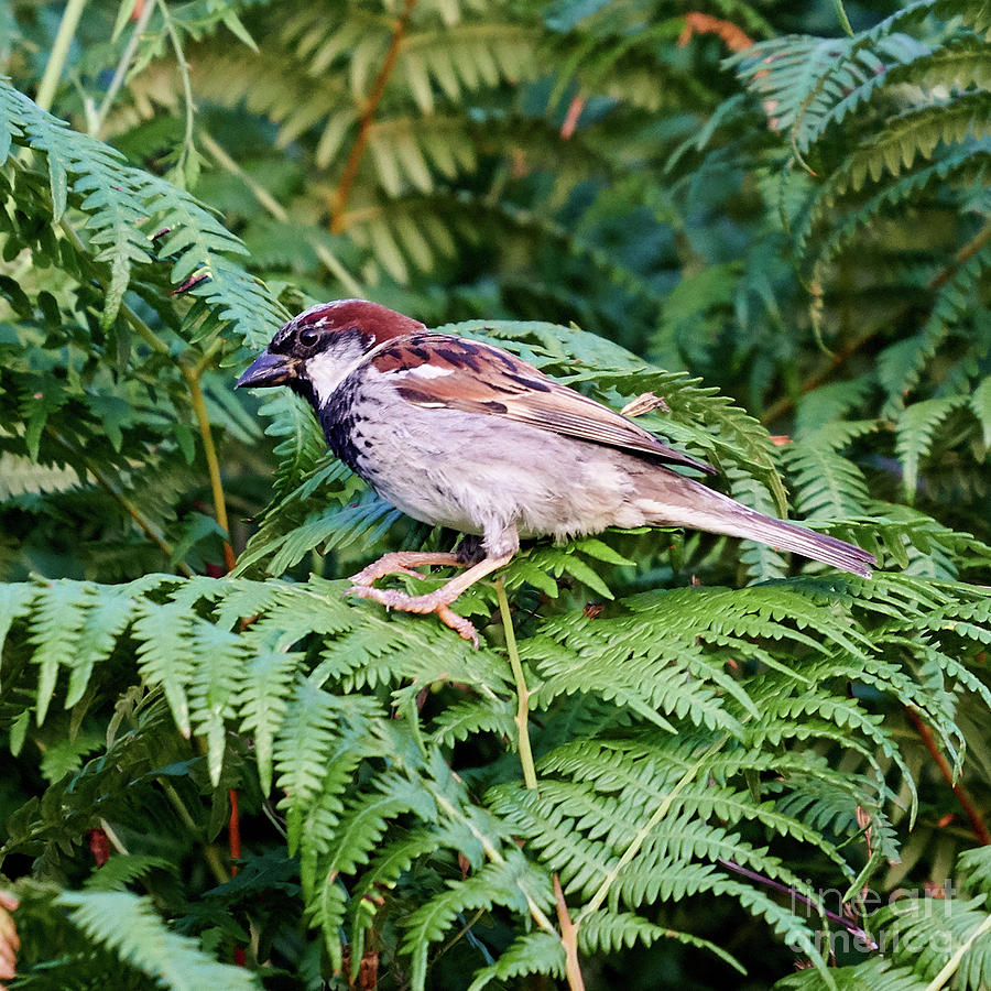 House Sparrow Male Perched on Fern Photograph by Pablo Avanzini