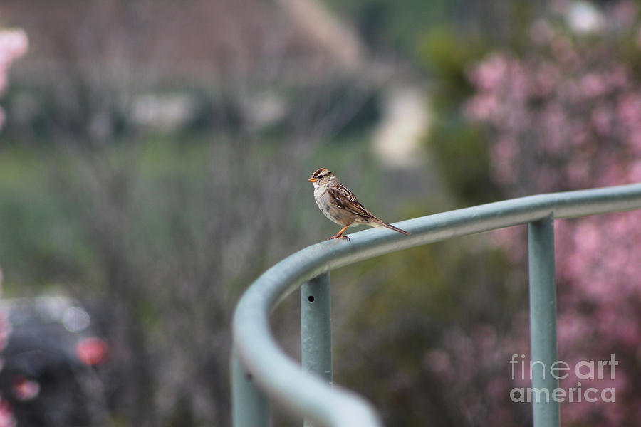 House Sparrow on Rail at Ronald Reagan Library Photograph by Colleen Cornelius