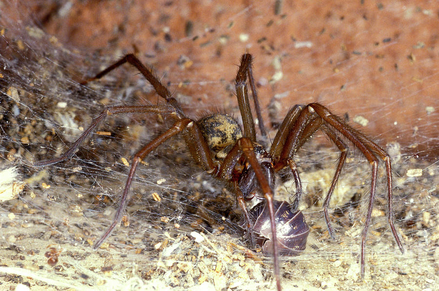 Spider Photograph - House Spider Hunting by Dr Keith Wheeler/science Photo Library
