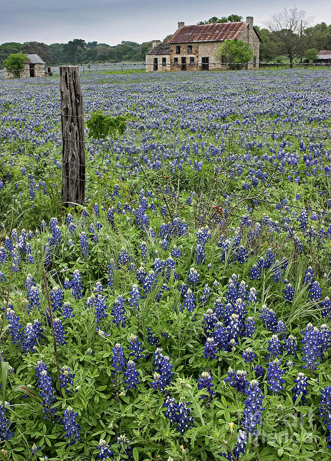 House with Bluebonnets Photograph by Patti Schulze