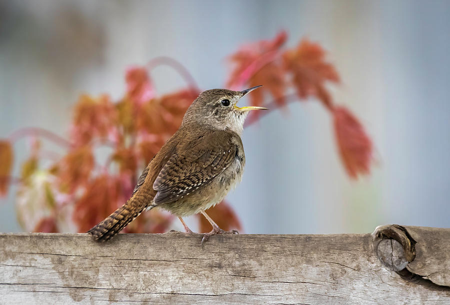 House Wren 2019-1 Photograph by Thomas Young