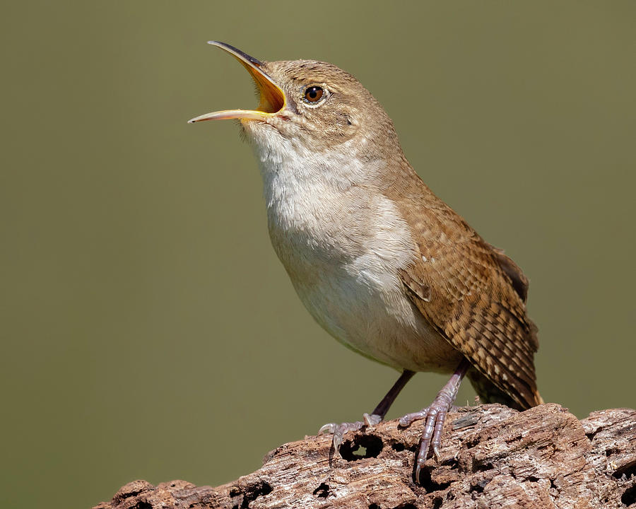 House Wren calling for a Mate Photograph by Jerry Fornarotto