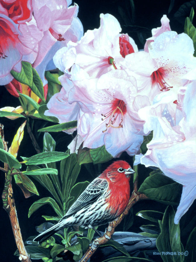 Housefinch And Rhododendron Painting by Ron Parker
