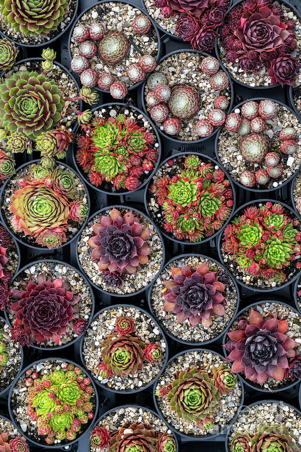Houseleek Plants in Pots Photograph by Tim Gainey