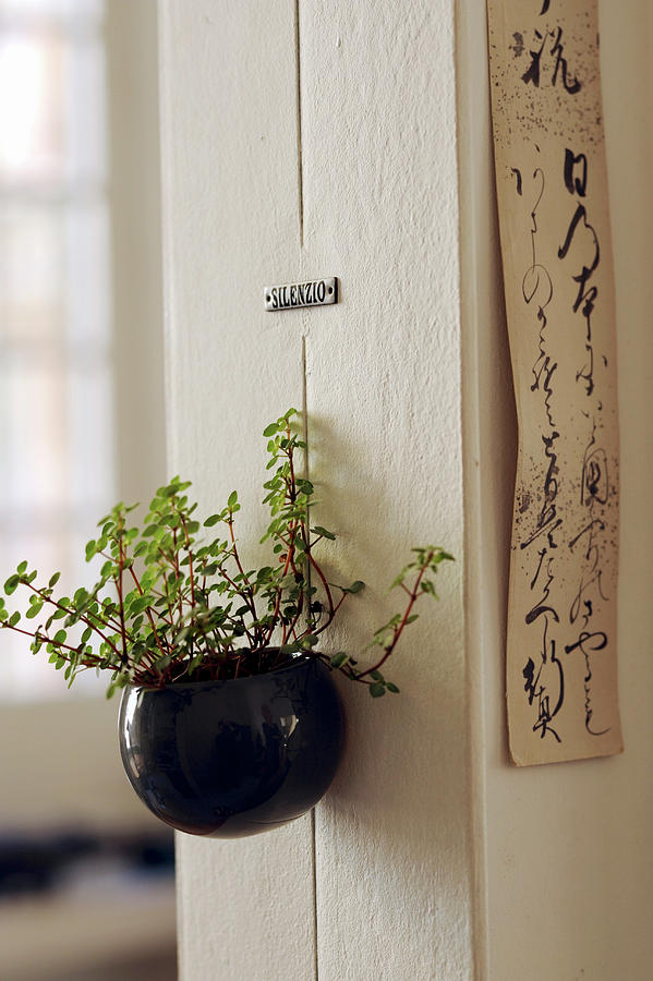 Houseplant In Pot Hung On Interior Wall Photograph by Michele Mulas