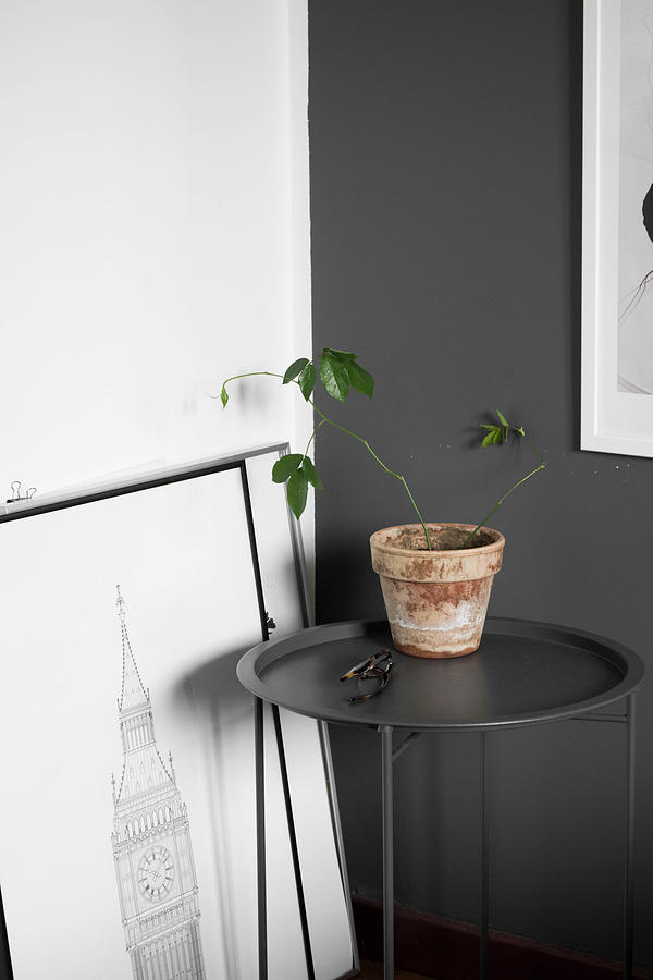 Houseplant On Charcoal-grey Side Table Photograph by Agata Dimmich